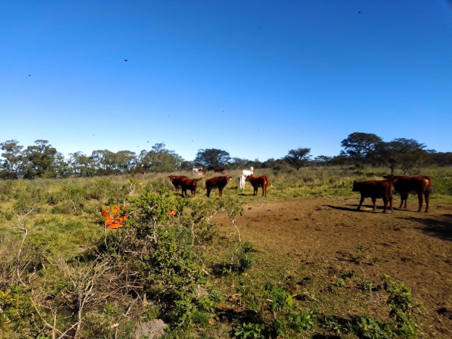 0 Bedroom Property for Sale in Stutterheim Rural Eastern Cape